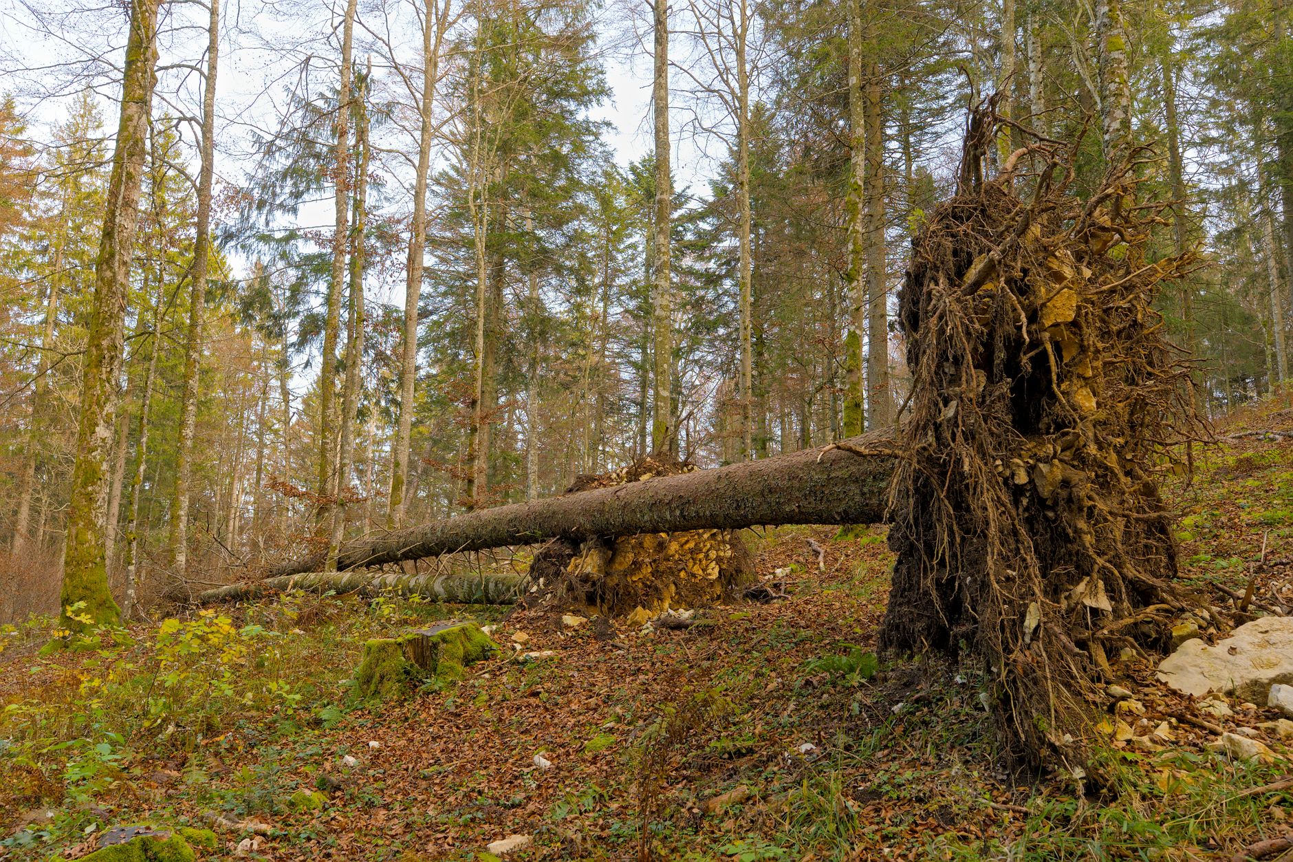Enlèvement arbre urgence équipe à Maisons-Alfort